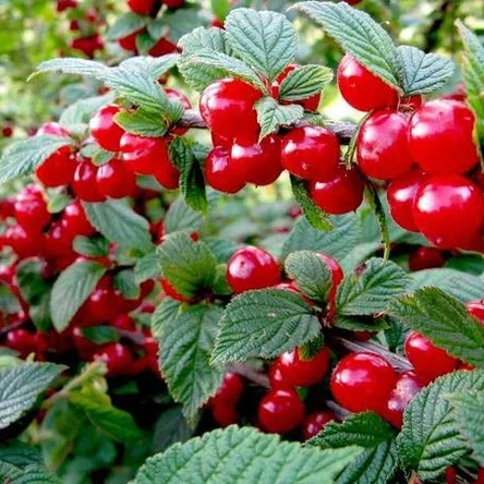 Алиса войлочная