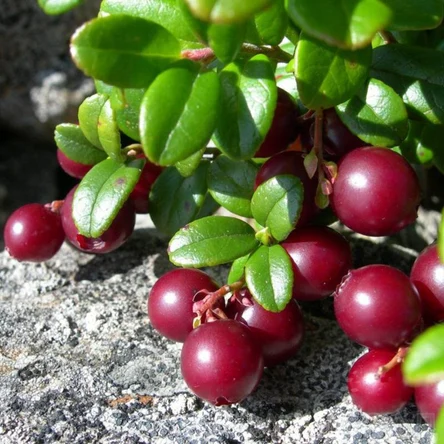 Брусника Мисс Черри