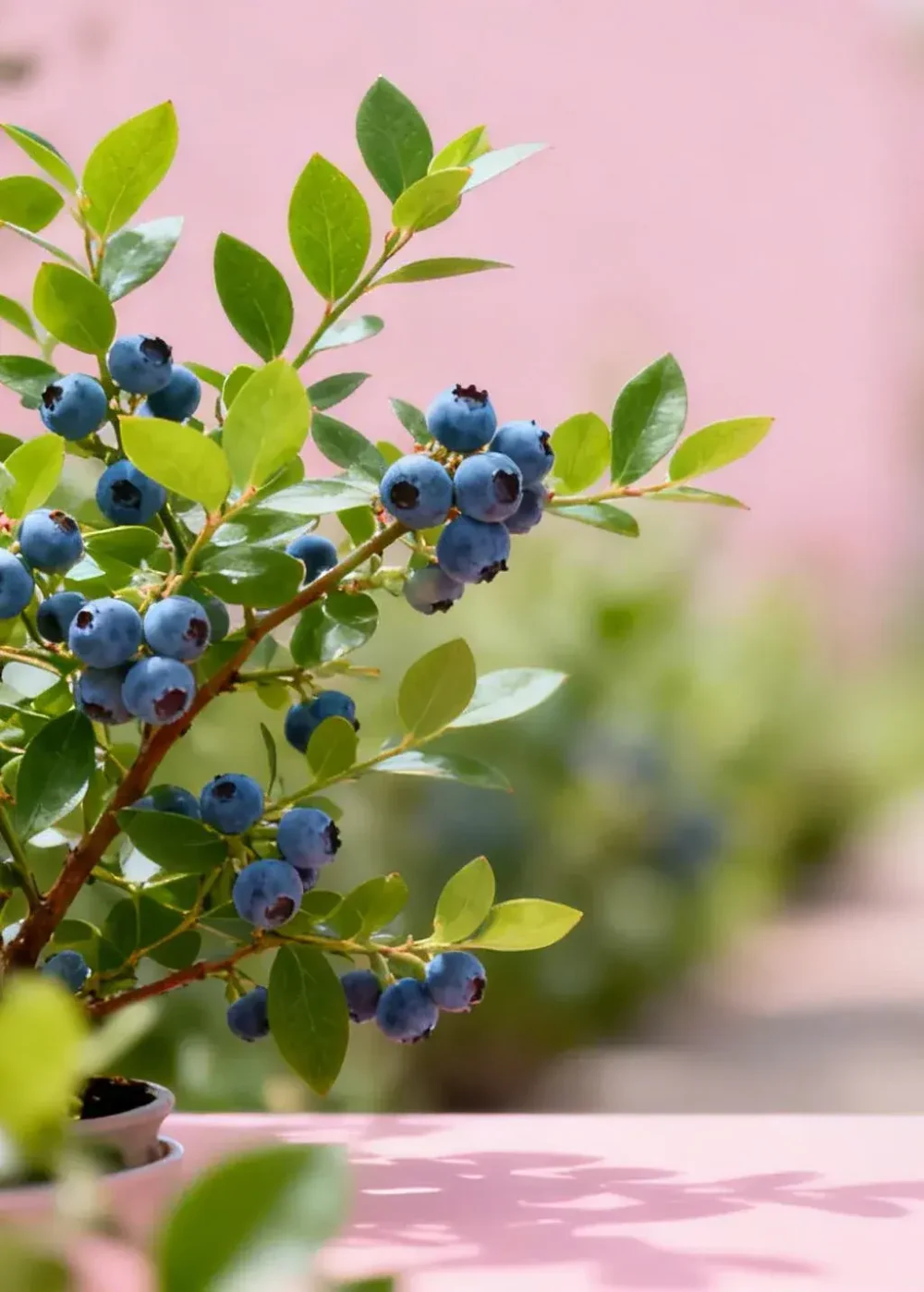 Мы- мини-питомник Вкусное Лето