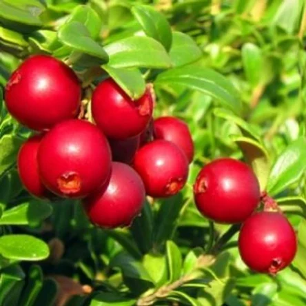 Брусника Ред Перл