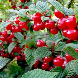 Алиса войлочная