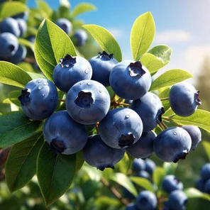 голубика Бонус