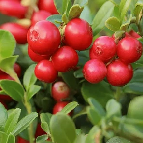 Брусника Коралл